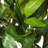 50" Artificial Camellia Tree