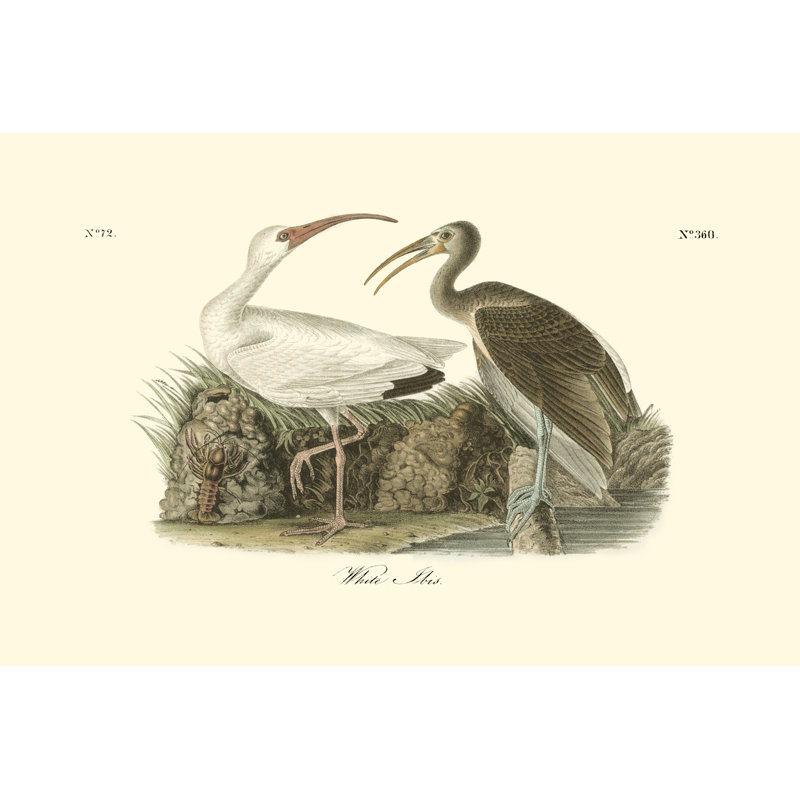 White Ibis by John James Audubon - Wrapped Canvas Art Prints, 30cm H x 46cm W x 3.8cm D