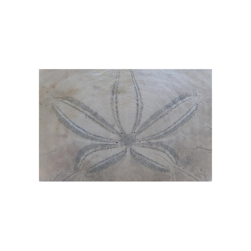 Sand Dollar I Print by Harold Davis, 36" H x 55" W x 1.5" D, Matte