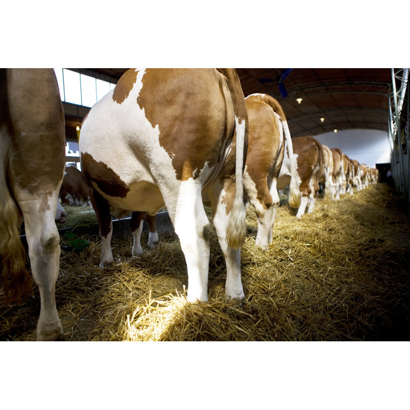 Cows by Webphotographeer, 12" H x 18" W