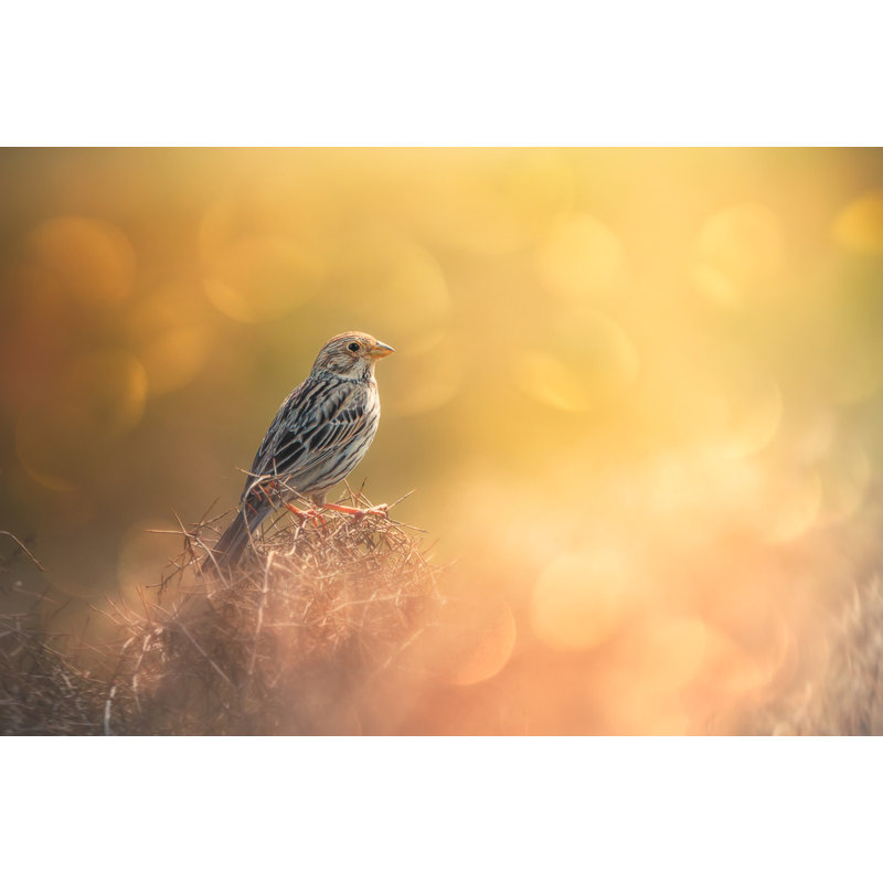 Wrapped Canvas Print, 81.28 cm H x 121.92 cm W