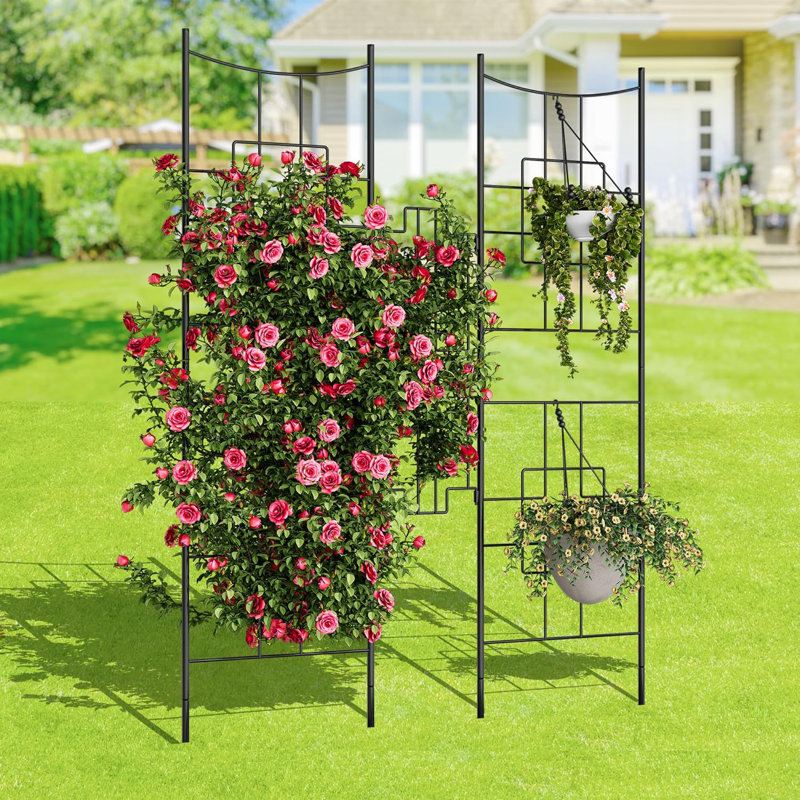 170cm H x 49.5cm W