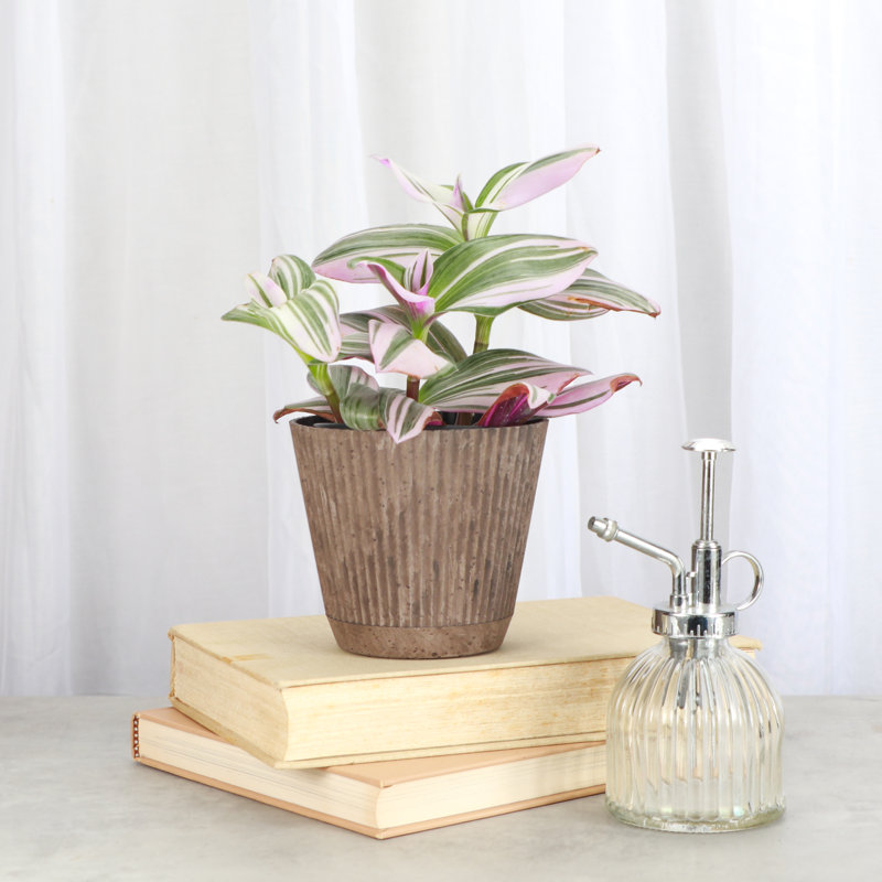 Live Tradescantia Nanouk Plant, Coffee