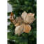 Fabric Magnolia Arrangement
