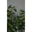Verdure artificielle 30 po Smilax