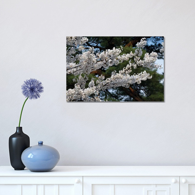 Cherry Blossom Flowers Against Pine Tree, Hiraizumi, Iwate Prefecture, Japan I by Panoramic Images - Wrapped Canvas Print