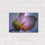 «Bougainvillea Leaf» par Pamela Plummer-1347975523