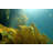 Seaweed Kelp Floating At California Reef-1056866197