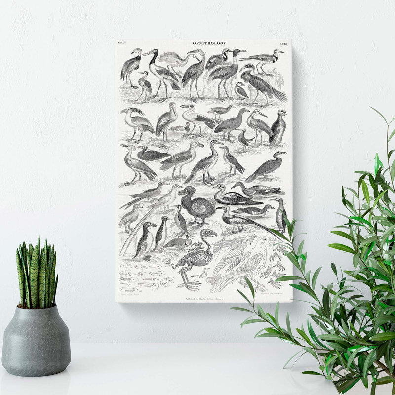 Ornithology Study Of Birds LXXIL by Oliver Goldsmith - Wrapped Canvas Print, 76cm H x 50cm W x 3cm D