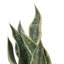 Plante artificielle 18 po en forme de serpent vert clair dans un pot en ciment gris moucheté 6 po x 6 po x 6 po.