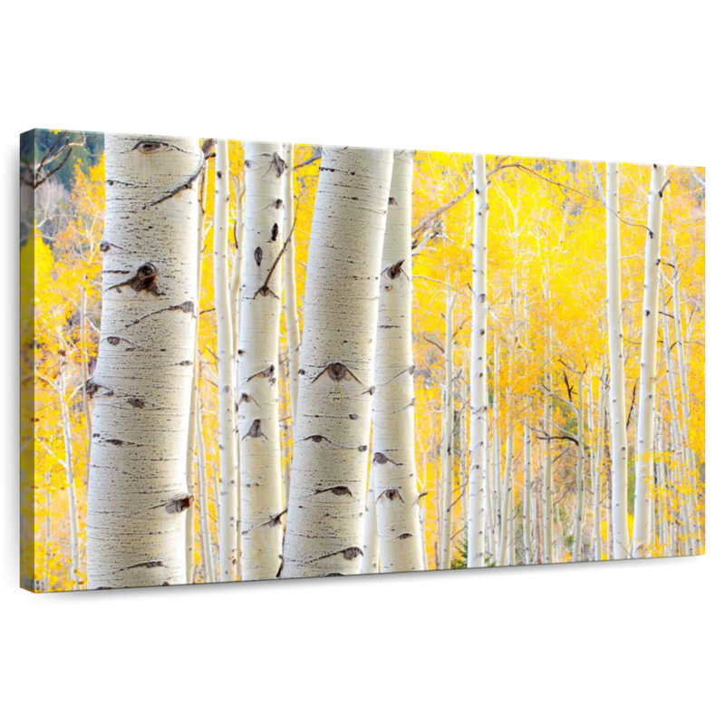 Alvord White Birch Tree Trunks, 24" H x 36" W