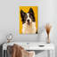 Border collie adorable Brampt-108256590