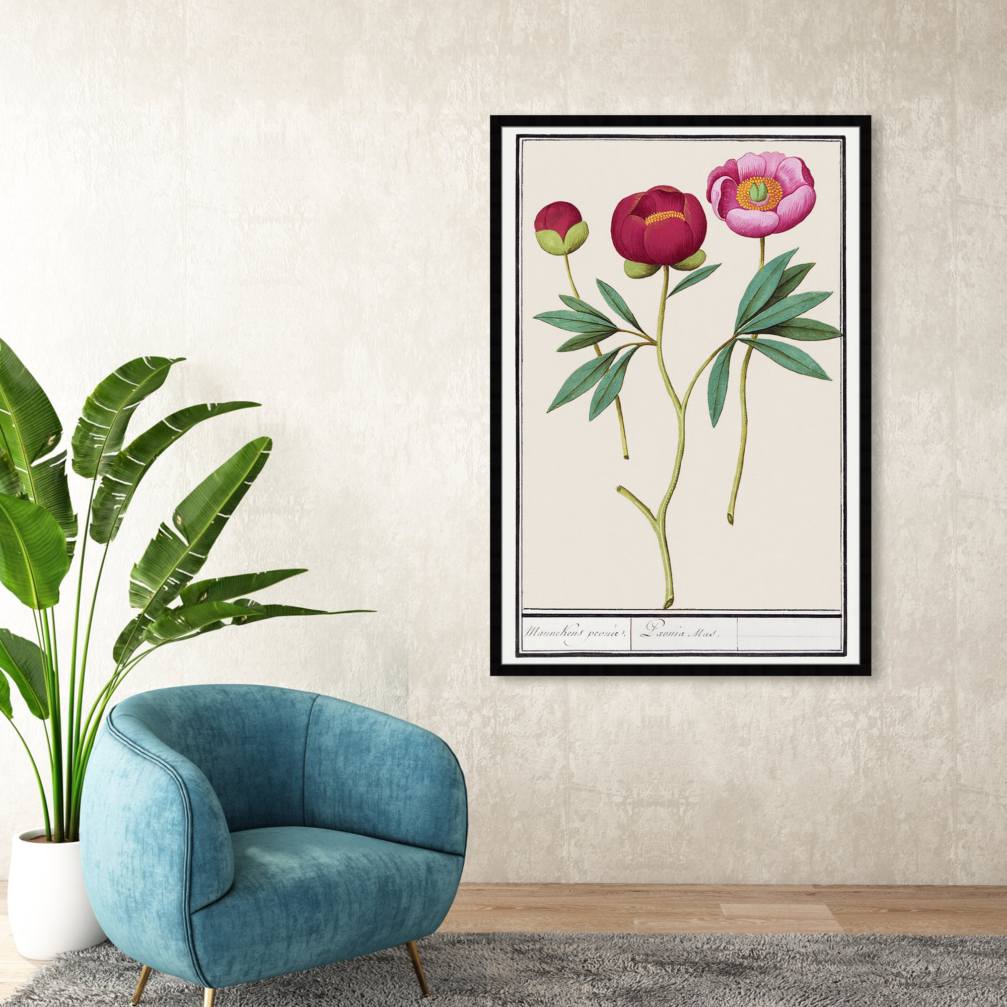 Red And Pink Peony Botanical Study by Oliver Gal, Black, 56" H x 38" W