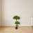 Bonsai Styled Podocarpus Artificial Tree