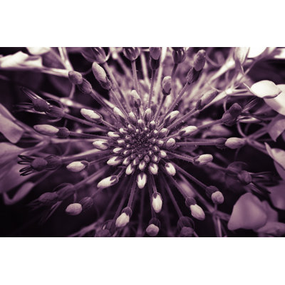 Abstrait fleur sauvage par Xh4D