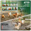 Chicken Coop-242524473