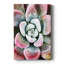 Pastel Succulent Beauty V - Photographie sur toile tendue-689255706