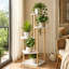 Support à plantes à 5 niveaux pour plantes d'intérieur, étagère à fleurs moderne en bois