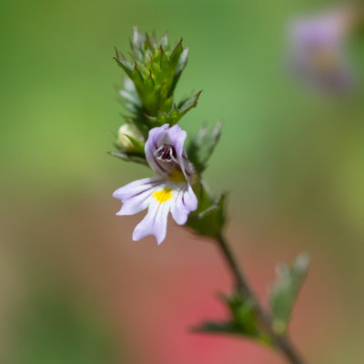 Euphrasia Flower by Jean Landry - Wrapped Canvas Print