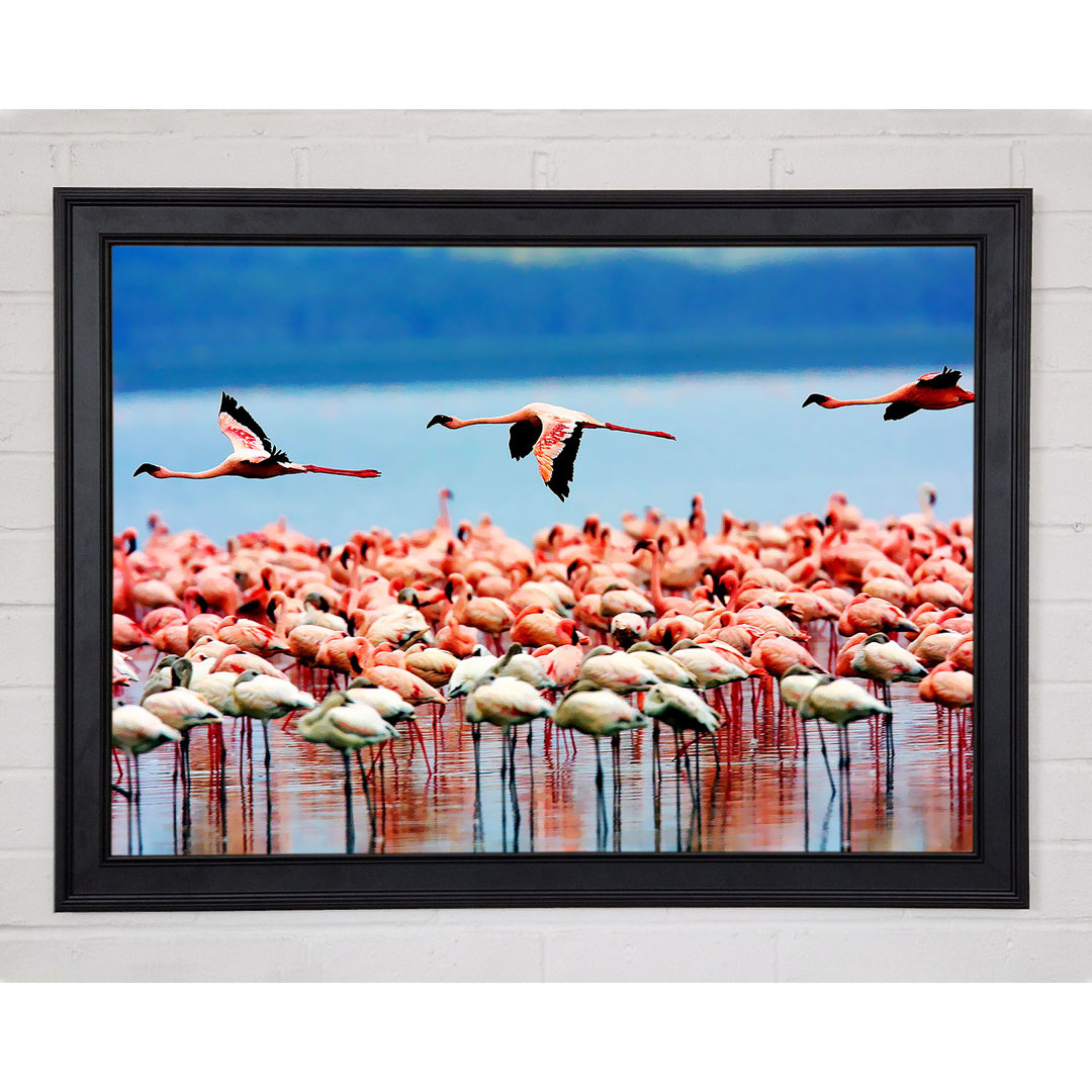 Gerahmtes Bild Pink Flamingos In Flight