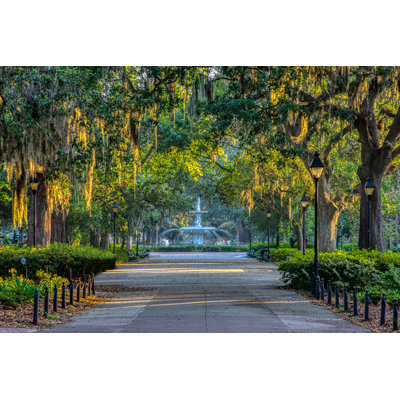 " Spanish Moss Savannah Georgia "