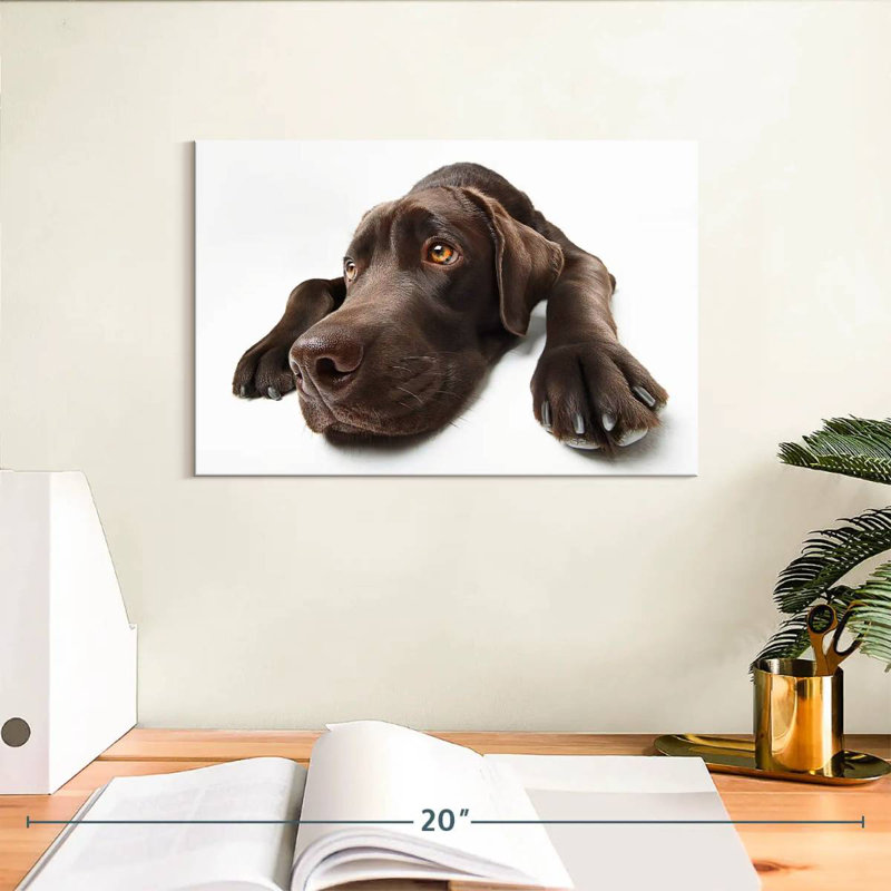 Labrador brun chocolat Brampt, H 8 po x l 12 po