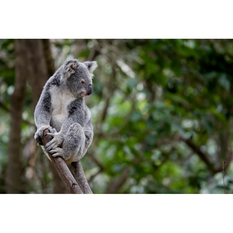 Koala - Wrapped Canvas Print, 30cm H x 46cm W