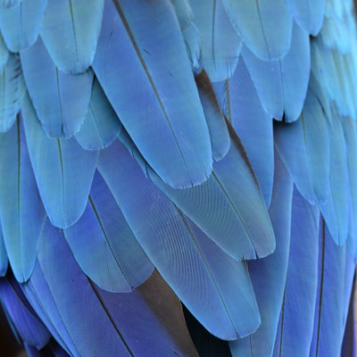 Blue Macaw Feather - Wrapped Canvas Print