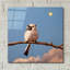  «Song Bird No. 8» par Lucia Heffernan, art mural en verre acrylique, 12 po x 12 po