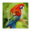 Duniya «Macaw Tropical», reproduction de peinture à l'acrylique sur toile tendue-29766419