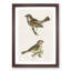Chiffchaff & Sparrow by Von Wright - Picture Frame Painting Print-55536157-55536161