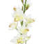 Tiges d'orchidées-233168831