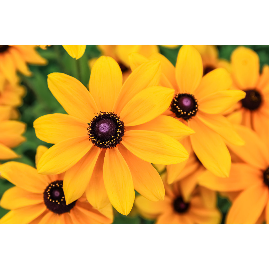 Black Eyed Susan, Rudbeckia Flowers by Nosyrevy - Wrapped Canvas Print