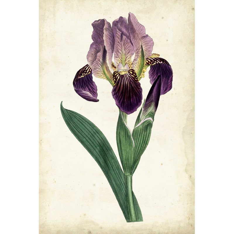 Curtis Iris IV, H 18 po x l 12 po x P 1,25 po
