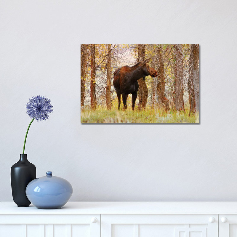 Cow Moose by Brian Wolf - Wrapped Canvas Print, 30.48cm H x 45.72cm W x 1.91cm D