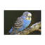Art mural majestueux Budgie-1645144244