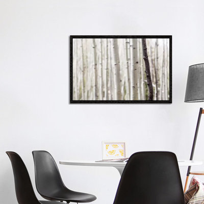 Single Birch Tree Trunk