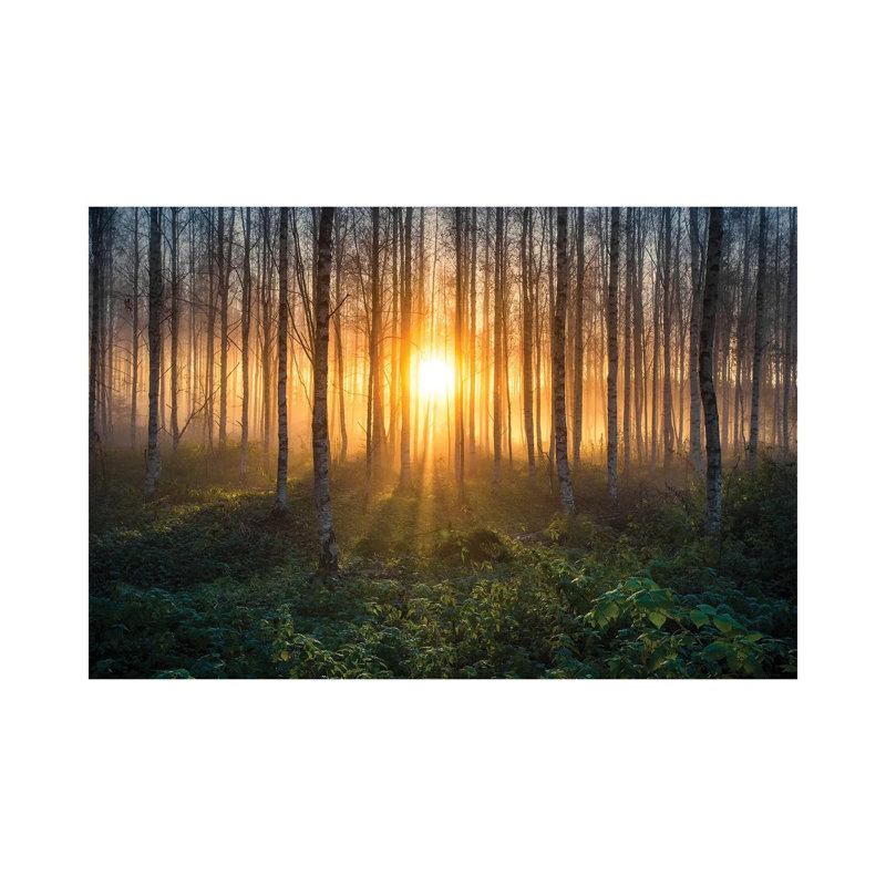 Birches I by Lauri Lohi - Wrapped Canvas Print, 20.32 cm H x 30.48 cm W