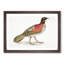 Pennant's Horned Pheasant by John Edward Gray - Picture Frame Painting Print-55739201-55739202