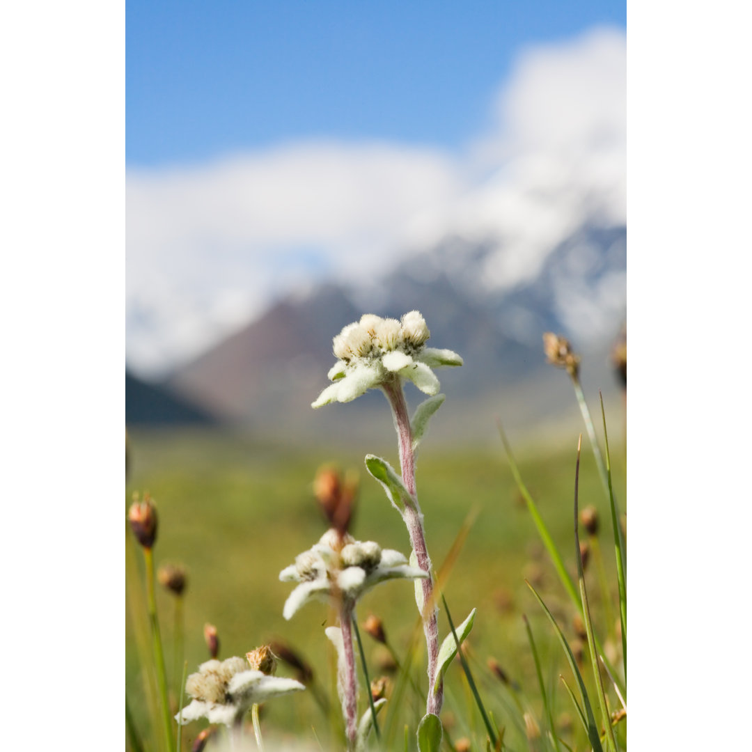 Leinwandbild Lawn Which Are Growing Edelweiss von Afhunta