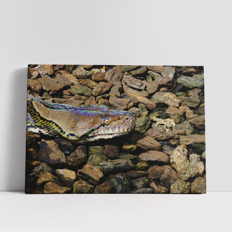Closeup of Reticulated Python Head between Rocks and Wood Pieces, 16" H x 24" W