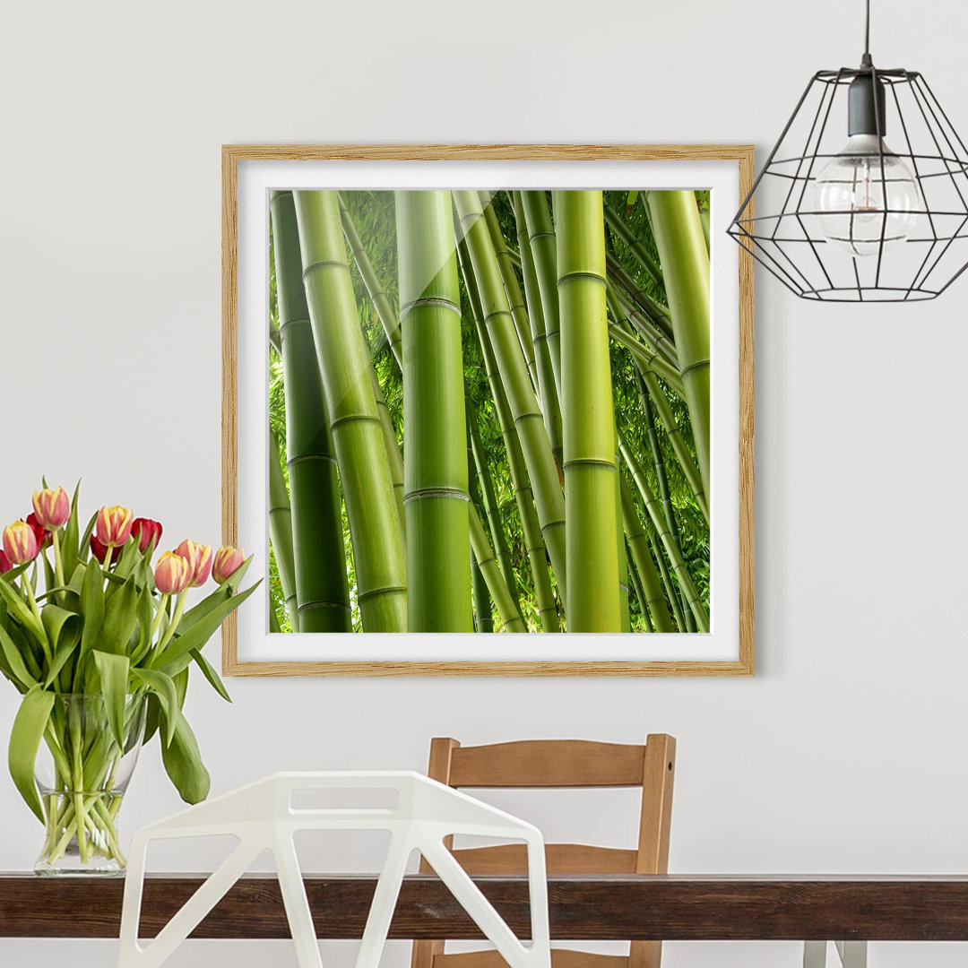 Gerahmtes Poster Bamboo Trees