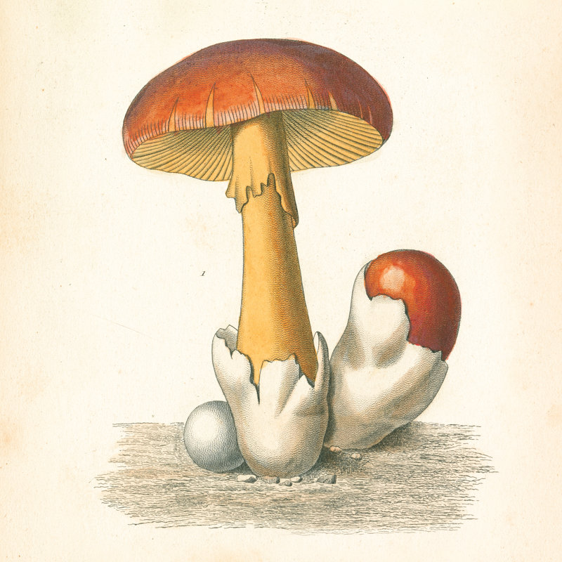 French Mushrooms II - Wrapped Canvas Print, 91cm H x 91cm W