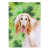 Afghan Hound