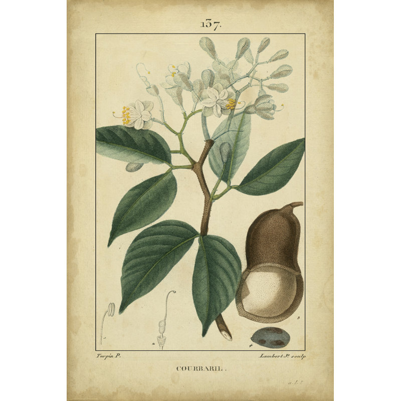 Vintage Turpin Botanical I by Turpin - Wrapped Canvas Art Prints, 122cm H x 81cm W