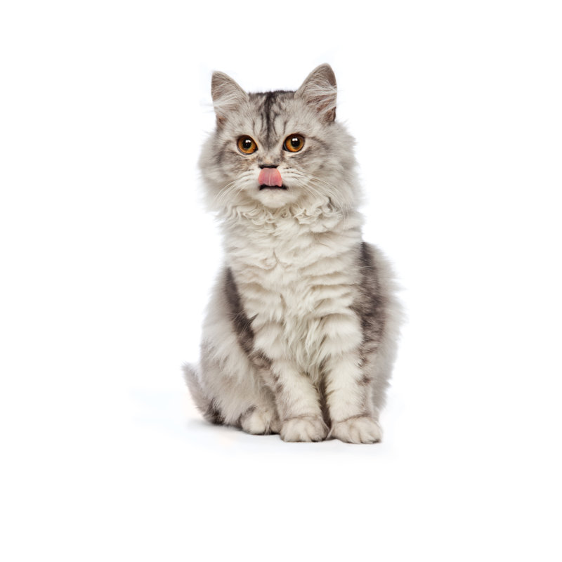 Sitting Persian Cat by Oersin - Wrapped Canvas Print, 46cm H x 30cm W x 3.8cm D