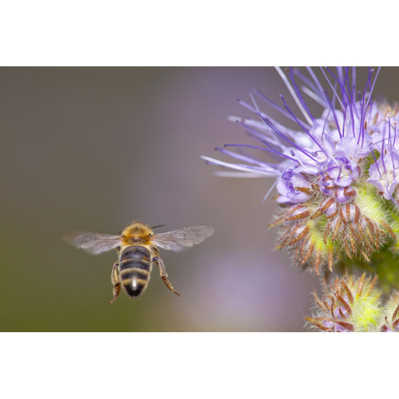 Honey Bee Flying Away by Proxyminder - Wrapped Canvas Print, 20cm H x 30cm W