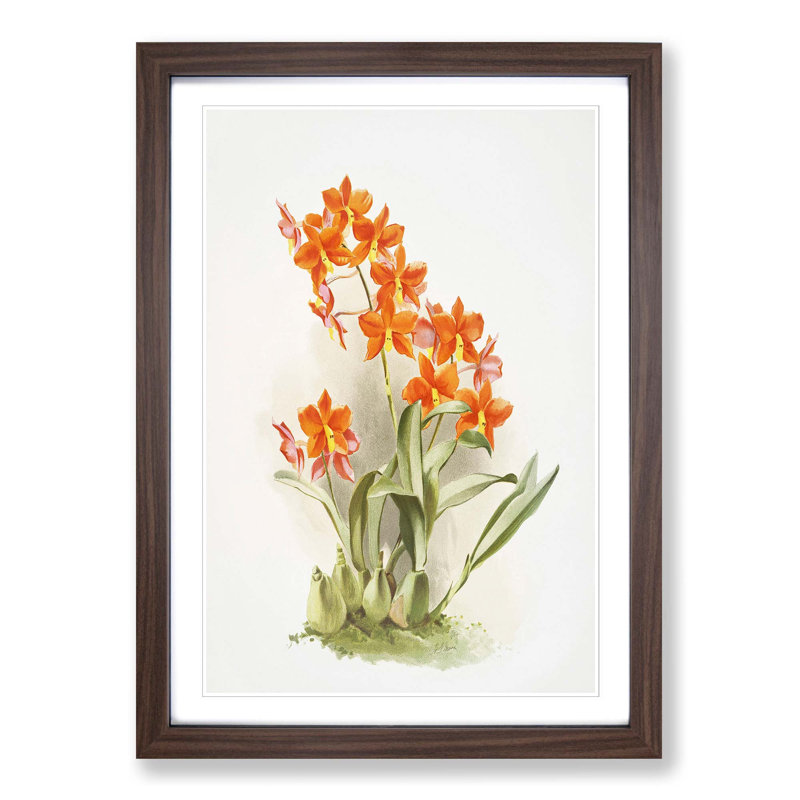 Magnolia Flowers Illustration Tab. 47 by Frederick Sander - Picture Frame Painting Print, 60cm H x 40cm W x 2cm D, Walnut