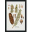 Sapin botanique par Kelly Donovan - Peinture-139371981-139371989