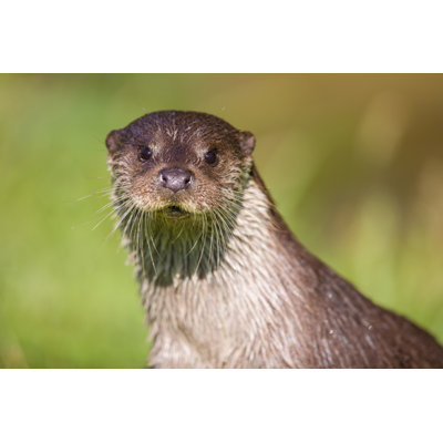 European Otter - Wrapped Canvas Photograph
